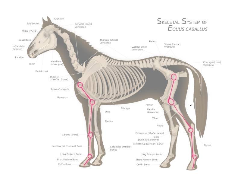 Horse Legs Anatomy